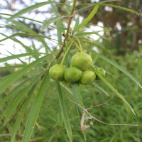 Cascabela thevetia (L.) Lippold